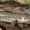 Online Major skink (Bellatorias Egernia frerei) Krybdyr