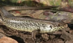 Online Major skink (Bellatorias Egernia frerei) Krybdyr