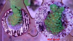 Hot Nano Tech Bio Plug 25 stykker Dekoration Til Saltvand