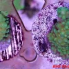 Outlet Nano Tech Bio Plug 1000 stykker Dekoration Til Saltvand