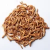 Discount Melorme 100 gram (Tenebrio molitor) Foder & Vitaminer Til Krybdyr