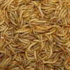 Online Melorme Tørret 1 kg Vildfuglefoder & Hønseudstyr|Foder & Snack Til Gnavere & Kanin