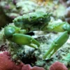 Online Mitrax Krabbe (Mithraculus sculptus) Anemone, Bløddyr Og Snegle Til Saltvand