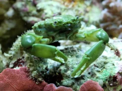Online Mitrax Krabbe (Mithraculus sculptus) Anemone, Bløddyr Og Snegle Til Saltvand