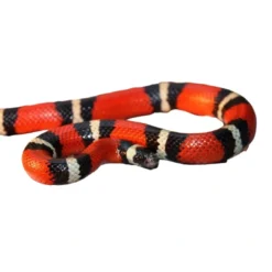 Hot Mælkesnog Lampropeltis Triangulum Sinaloa (unge) Krybdyr
