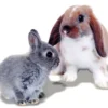 Hot Mr Johnson Kaninfoder Advance Rabbit 1,5 kg Foder & Snack Til Gnavere & Kanin