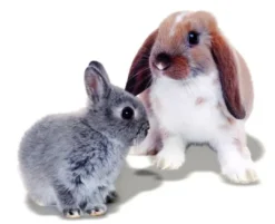 Hot Mr Johnson Kaninfoder Advance Rabbit 10 kg Foder & Snack Til Gnavere & Kanin