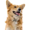 Best All You Need Is Dog Hundetegn Til Hvalpe - Sikkerhed Og Tryghed Hvis Hvalpen Løber Væk|Hundetegn Og Smykker Med Stil Og Sikkerhed