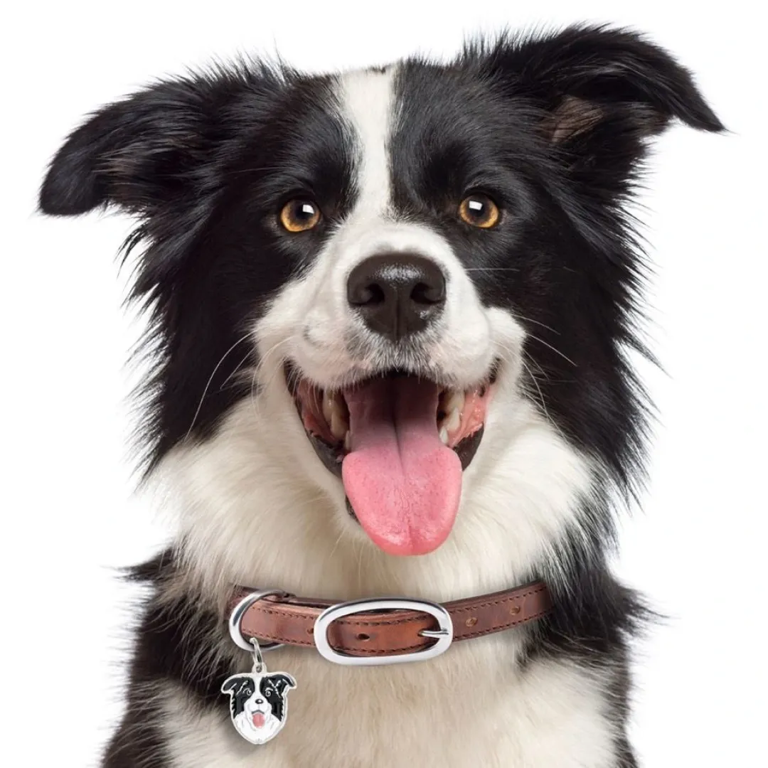 Outlet Friends Border Collie Hundetegn Til Hvalpe - Sikkerhed Og Tryghed Hvis Hvalpen Løber Væk|Hundetegn Og Smykker Med Stil Og Sikkerhed