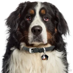 Clearance Friends Berner Sennenhund Hundetegn Til Hvalpe - Sikkerhed Og Tryghed Hvis Hvalpen Løber Væk|Hundetegn Og Smykker Med Stil Og Sikkerhed