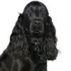 Clearance Friends Cockerspaniel Sort Hundetegn Til Hvalpe - Sikkerhed Og Tryghed Hvis Hvalpen Løber Væk|Hundetegn Og Smykker Med Stil Og Sikkerhed