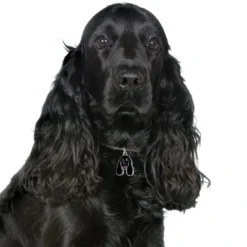 Clearance Friends Cockerspaniel Sort Hundetegn Til Hvalpe - Sikkerhed Og Tryghed Hvis Hvalpen Løber Væk|Hundetegn Og Smykker Med Stil Og Sikkerhed