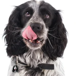 New Friends Cockerspaniel Sorthvid Hundetegn Til Hvalpe - Sikkerhed Og Tryghed Hvis Hvalpen Løber Væk|Hundetegn Og Smykker Med Stil Og Sikkerhed