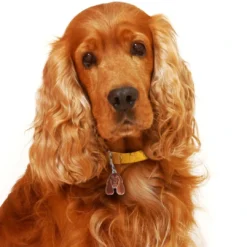 Online Friends Cockerspaniel Rød Hundetegn Til Hvalpe - Sikkerhed Og Tryghed Hvis Hvalpen Løber Væk|Hundetegn Og Smykker Med Stil Og Sikkerhed