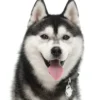 Outlet Friends Siberian Husky Sort Hundetegn Til Hvalpe - Sikkerhed Og Tryghed Hvis Hvalpen Løber Væk|Hundetegn Og Smykker Med Stil Og Sikkerhed