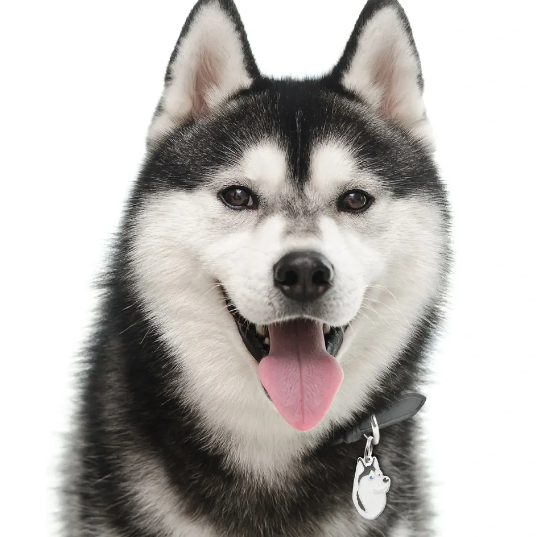 Outlet Friends Siberian Husky Sort Hundetegn Til Hvalpe - Sikkerhed Og Tryghed Hvis Hvalpen Løber Væk|Hundetegn Og Smykker Med Stil Og Sikkerhed