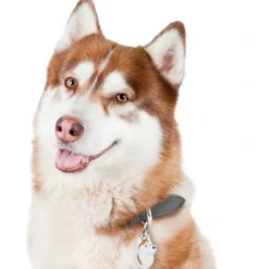 Best Friends Siberian Husky Brun Hundetegn Til Hvalpe - Sikkerhed Og Tryghed Hvis Hvalpen Løber Væk|Hundetegn Og Smykker Med Stil Og Sikkerhed