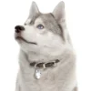 Discount Friends Siberian Husky Grå Hundetegn Til Hvalpe - Sikkerhed Og Tryghed Hvis Hvalpen Løber Væk|Hundetegn Og Smykker Med Stil Og Sikkerhed