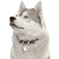 Discount Friends Siberian Husky Grå Hundetegn Til Hvalpe - Sikkerhed Og Tryghed Hvis Hvalpen Løber Væk|Hundetegn Og Smykker Med Stil Og Sikkerhed