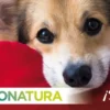 Sale Natura Diet Hundefoder 4 x de bedste varianter Hundefoder|Tørfoder Til Hunde I Alle Størrelser Og Aldre
