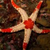 Neoferdina Spp søstjerne Anemone, Bløddyr Og Snegle Til Saltvand