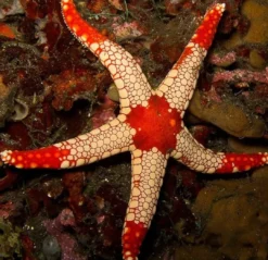 Neoferdina Spp søstjerne Anemone, Bløddyr Og Snegle Til Saltvand