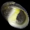 Best Nerita snegl (Nerita sp.) Anemone, Bløddyr Og Snegle Til Saltvand
