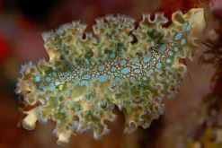 Discount Nøgen snegl (Tridachia crispata) Anemone, Bløddyr Og Snegle Til Saltvand