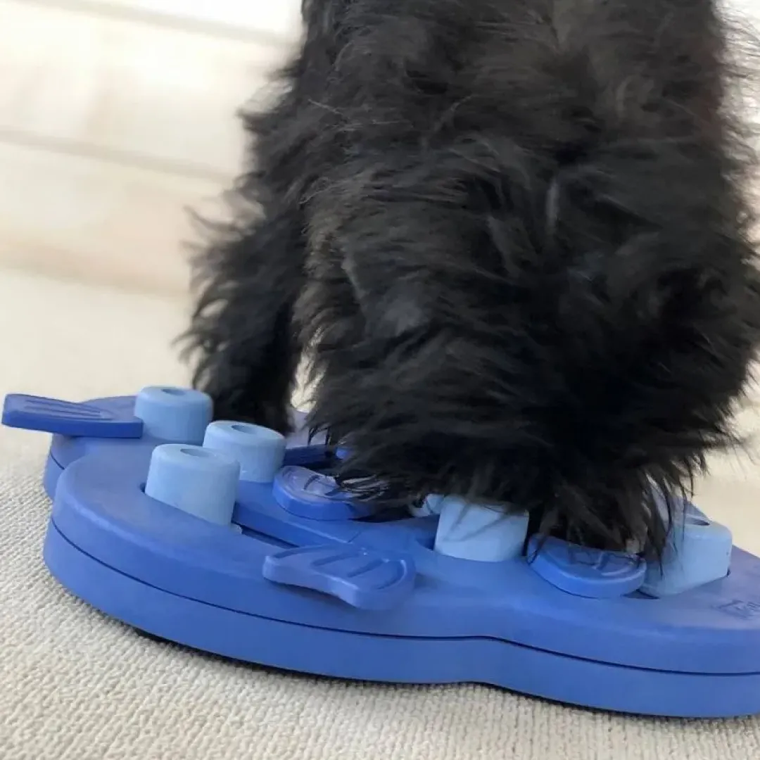 Best HideSlide Niveau 2 Lila - sjovt aktivitetslegetøj til hunde Hundelegetøj Til Alle Hunde Leg Og Aktivering Året Rundt|Legetøj Til Hvalpe - Sjov Leg, Aktivering Og Tryghed Fra Første Dag