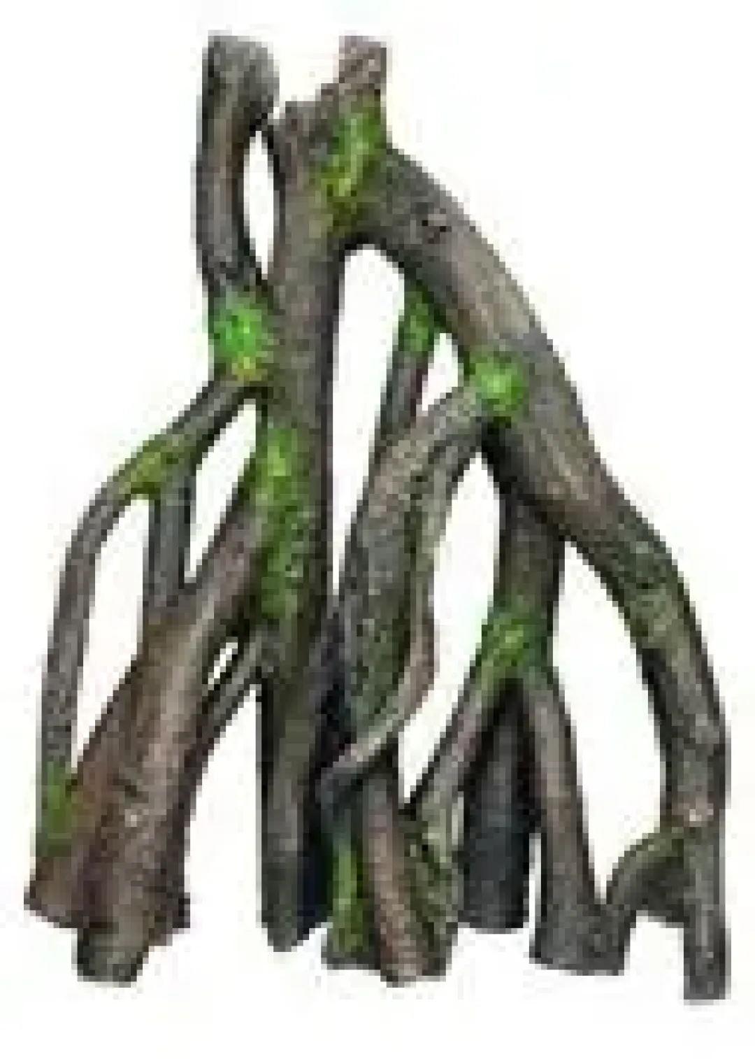 Mangrove dekoration L 29 x 15 x 36,5 cm Aquascaping|Dekoration Til Terrarier
