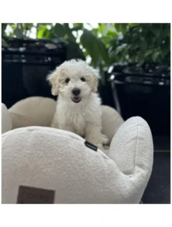 Discount Flora hundeseng Small 57 x 57 cm Beige Hundesenge Og Kurve Til Hunde - Bløde Og Komfortable