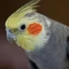 Discount Nymfeparakit (Nymphicus hollandicus) Eksotiske Fugle