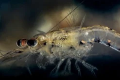 Best Nyos Chromys 250 ml Fiskefoder Til Saltvandsfisk