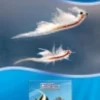 Sale Super Shrimp HUFA enriched Artemia Blister 100 g Fiskefoder Til Saltvandsfisk