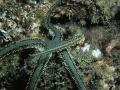 New Ophiarachna incrassata (olivengrøn slangesøstjerne) Anemone, Bløddyr Og Snegle Til Saltvand