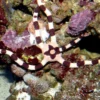 Online Ophiolepis Superba slangesøstjerne Anemone, Bløddyr Og Snegle Til Saltvand