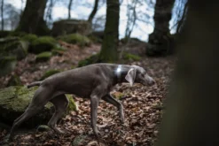 hundelygte Dark Sort Hundetilbehør Til Hvalpe - Tryg Start I Hverdagen|Tilbehør Til Hund - Alt Til En Glad Og Tryg Hverdag For Din Bedste Ven