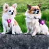 Online hundelygte Lilla Hundetilbehør Til Hvalpe - Tryg Start I Hverdagen|Tilbehør Til Hund - Alt Til En Glad Og Tryg Hverdag For Din Bedste Ven