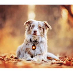 Online Hundelygte Rav Hundetilbehør Til Hvalpe - Tryg Start I Hverdagen|Tilbehør Til Hund - Alt Til En Glad Og Tryg Hverdag For Din Bedste Ven