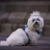 Clearance hundelygte Turquoise Hundetilbehør Til Hvalpe - Tryg Start I Hverdagen|Tilbehør Til Hund - Alt Til En Glad Og Tryg Hverdag For Din Bedste Ven