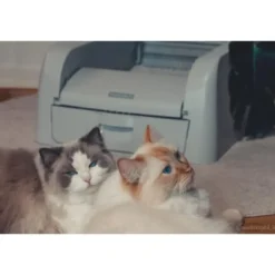 Hot ScoopFree Auto Clumping Litterbox Kattetoilet PAL10-17992 Kattetoiletter Og Kattegrus|Killingetoilet Og Grus Til Killinger - Nem Renlighed Fra Start