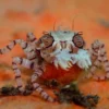 Best Pom-pom krabbe (Libya sp.) Anemone, Bløddyr Og Snegle Til Saltvand