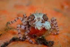 Best Pom-pom krabbe (Libya sp.) Anemone, Bløddyr Og Snegle Til Saltvand