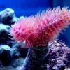 Clearance Protula Bispiralis Anemone, Bløddyr Og Snegle Til Saltvand