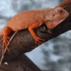 New Rød Albino leguan (Iguana iguana) Krybdyr