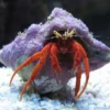 Discount Red Leg eremitkrebs (paguristes cadenati) Anemone, Bløddyr Og Snegle Til Saltvand
