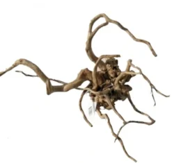 Hot Red moor rødder medium Aquascaping|Dekoration Til Terrarier
