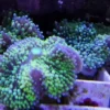 Clearance Ricordea Florida Saltvandskoraller