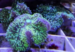 Clearance Ricordea Florida Saltvandskoraller