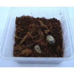 Sale Rosenbille larver (Pachnoda sp) 10 stk Foder & Vitaminer Til Krybdyr